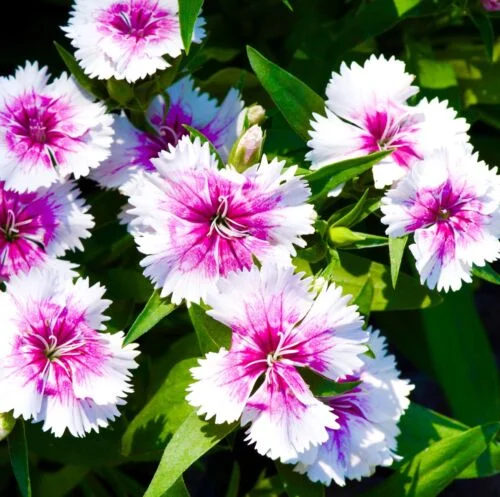 yorkshire-seeds2995925