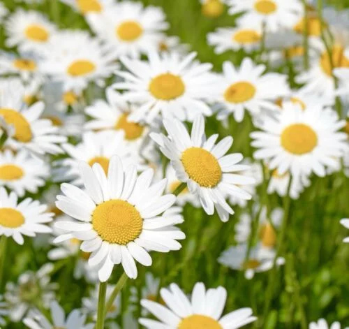 yorkshire-seeds2995948