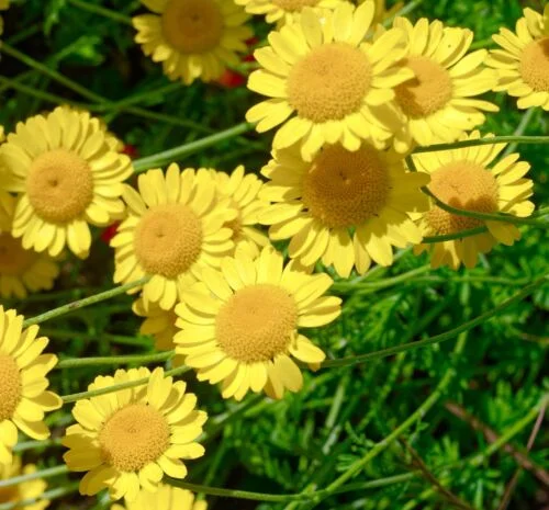 yorkshire-seeds2995978