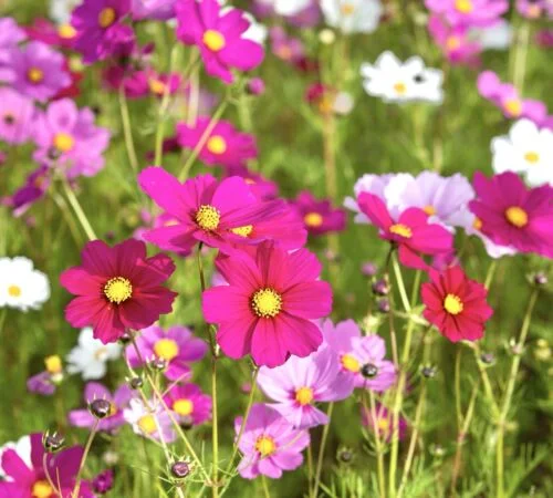 yorkshire-seeds2996001