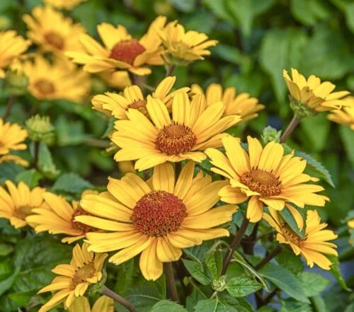 yorkshire-seeds2996018