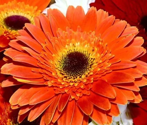 yorkshire-seeds2996043