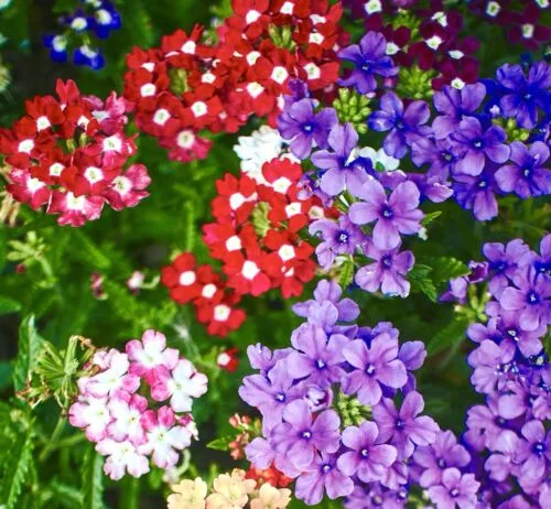 yorkshire-seeds2996054