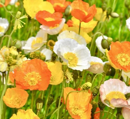 yorkshire-seeds2996087