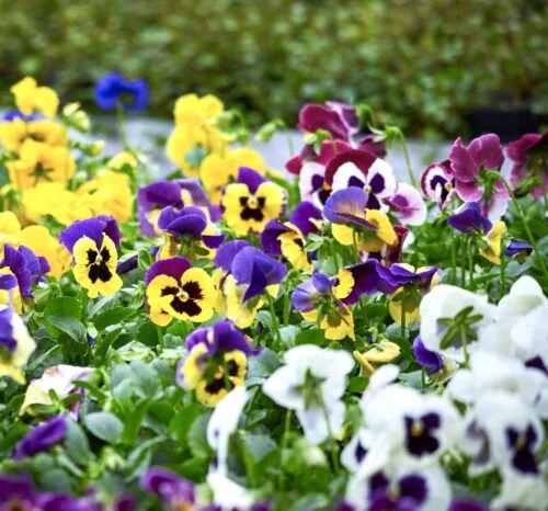 yorkshire-seeds2996100
