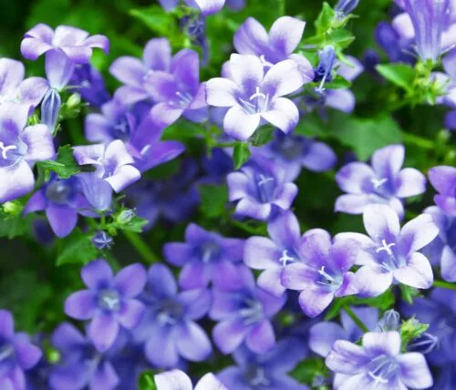 yorkshire-seeds2996116