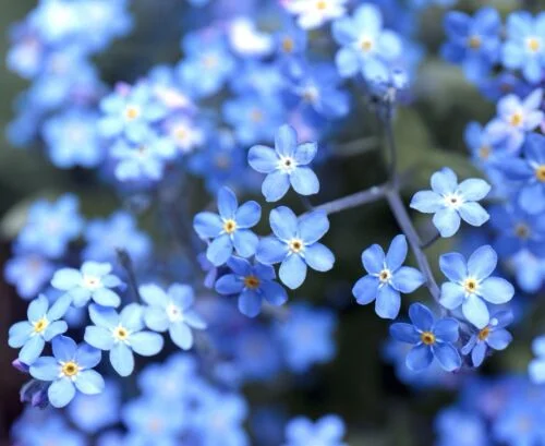 yorkshire-seeds2996144
