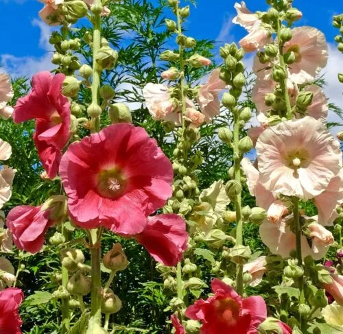 yorkshire-seeds2996154