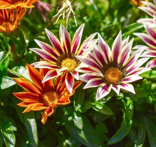 yorkshire-seeds2996170