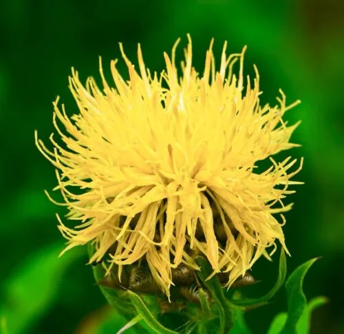 yorkshire-seeds2996182