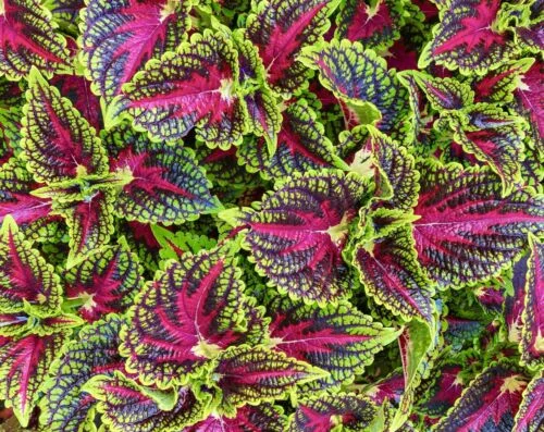 yorkshire-seeds2996210