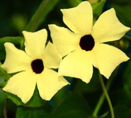 yorkshire-seeds2996259