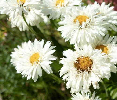 yorkshire-seeds2996277