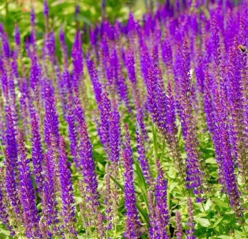 yorkshire-seeds2996305