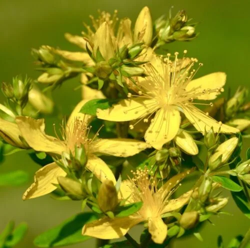 yorkshire-seeds2996317