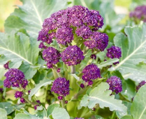 yorkshire-seeds2996338