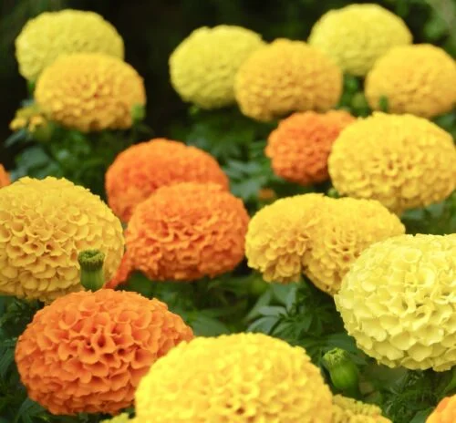 yorkshire-seeds2996352