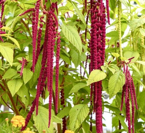 yorkshire-seeds2996385