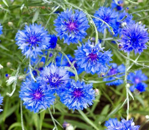 yorkshire-seeds2996400
