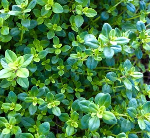 yorkshire-seeds2996416