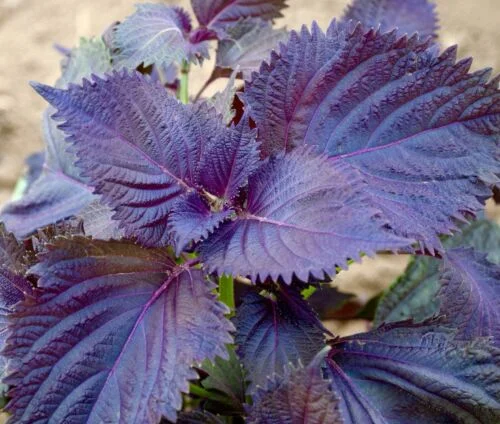 yorkshire-seeds2996470