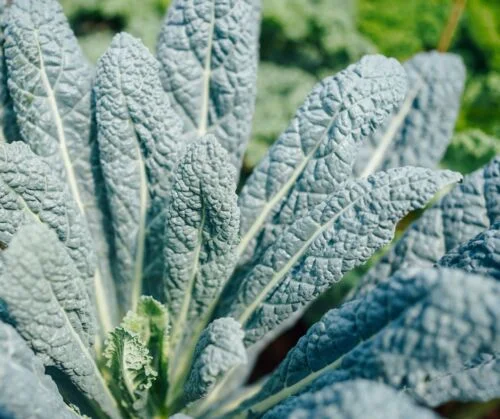 yorkshire-seeds2996502