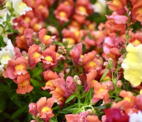yorkshire-seeds2996516