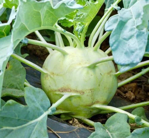 yorkshire-seeds2996531
