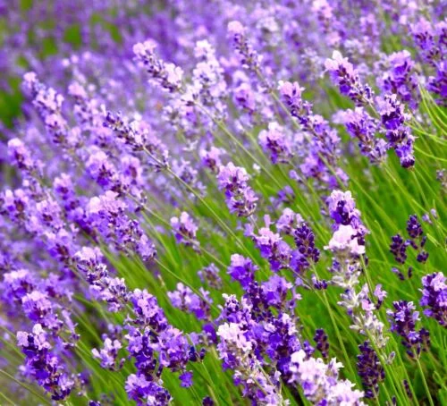 yorkshire-seeds2996547