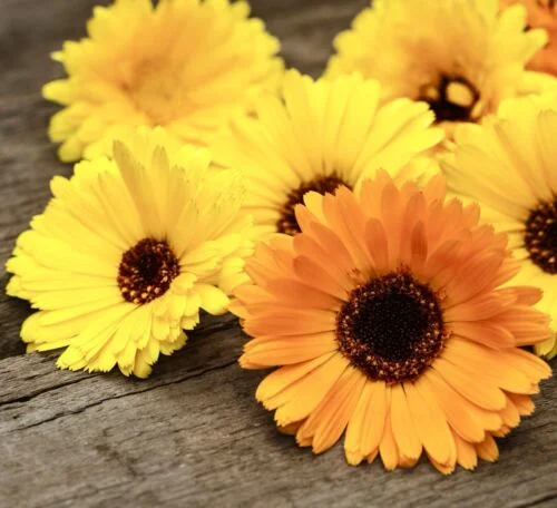 yorkshire-seeds2996571