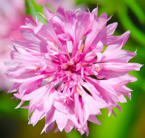yorkshire-seeds2996585