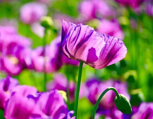 yorkshire-seeds2996600