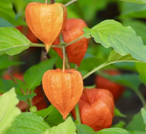 yorkshire-seeds2996652