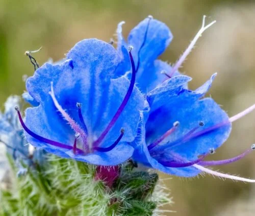 yorkshire-seeds2996666