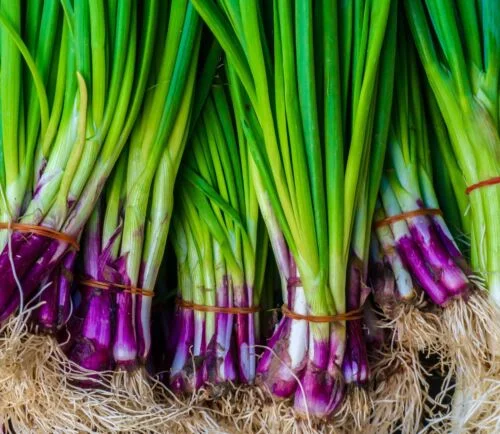 yorkshire-seeds2996681