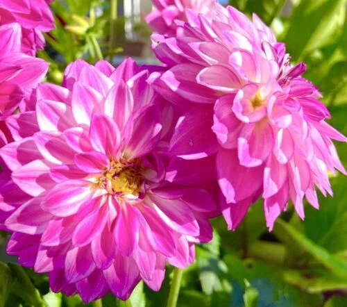 yorkshire-seeds2996694