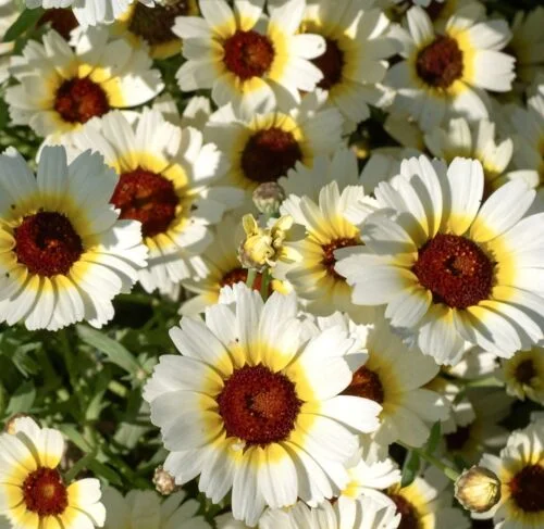 yorkshire-seeds2996732