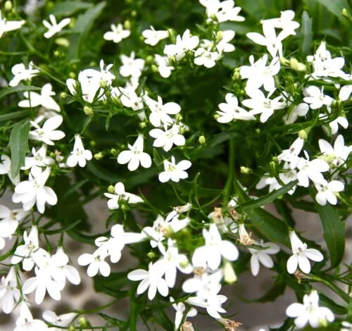 yorkshire-seeds2996748