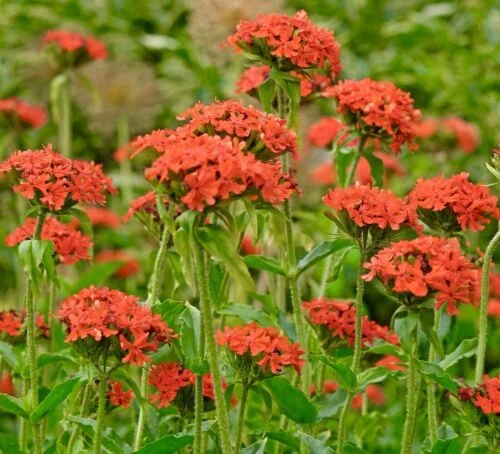 yorkshire-seeds2996758