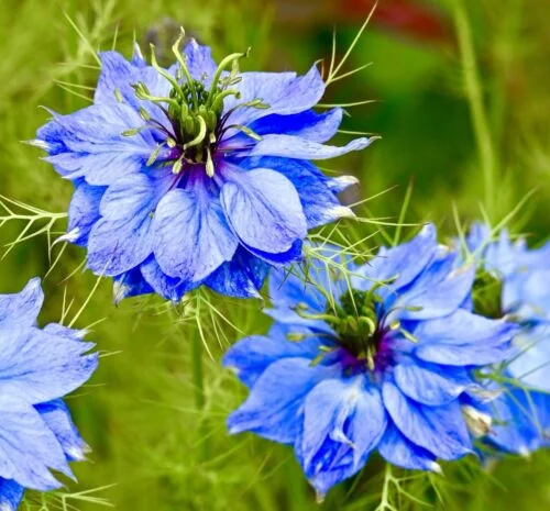 yorkshire-seeds2996769