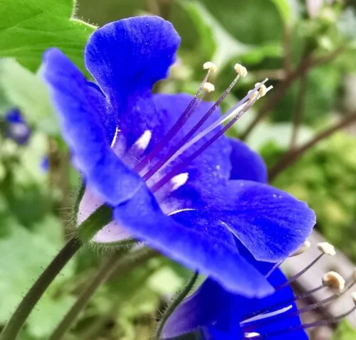 yorkshire-seeds2996799