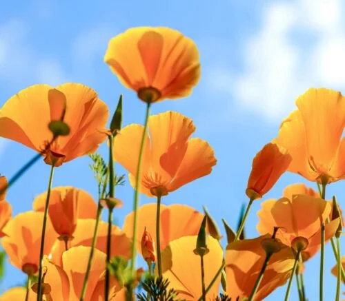 yorkshire-seeds2996814