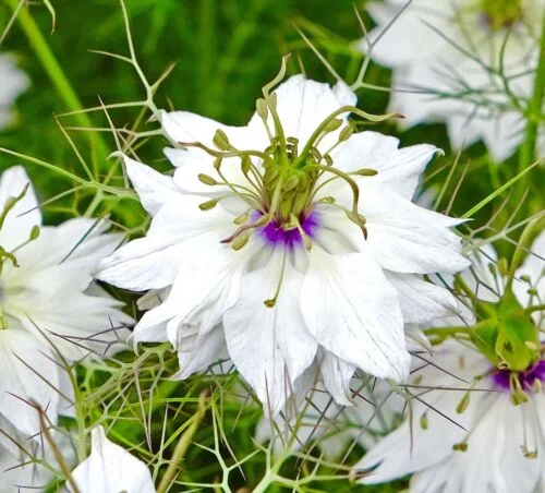 yorkshire-seeds2996842