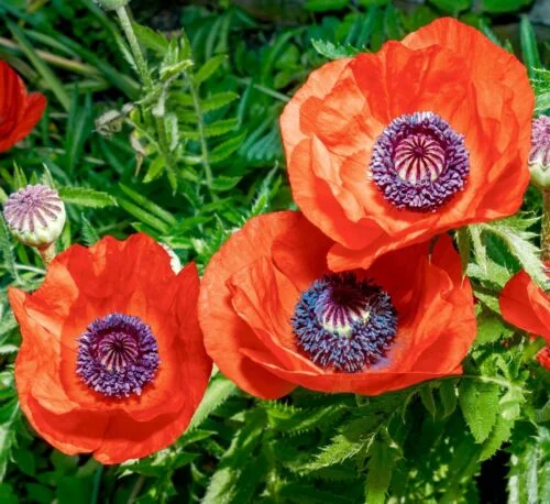 yorkshire-seeds2996865