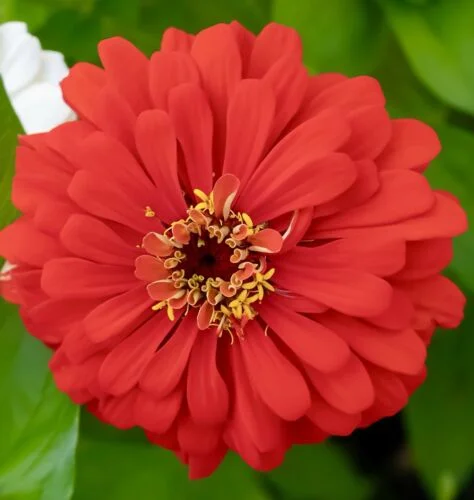 yorkshire-seeds2996875