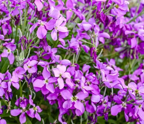 yorkshire-seeds2996886