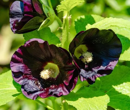 yorkshire-seeds2996909