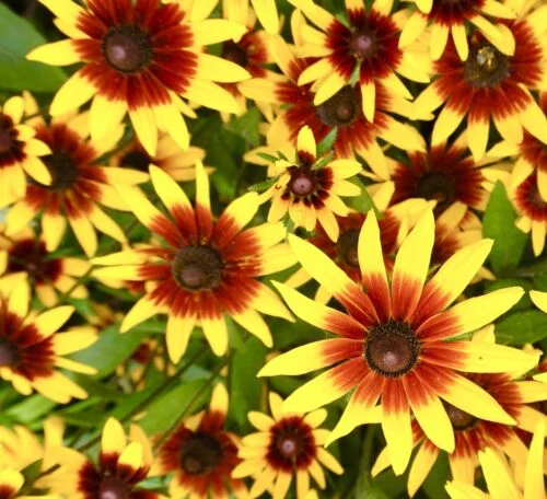 yorkshire-seeds2996925