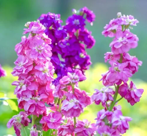 yorkshire-seeds2996954