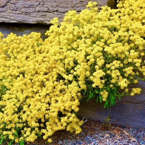 yorkshire-seeds2996977